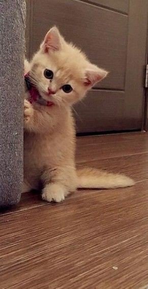 cute dp
