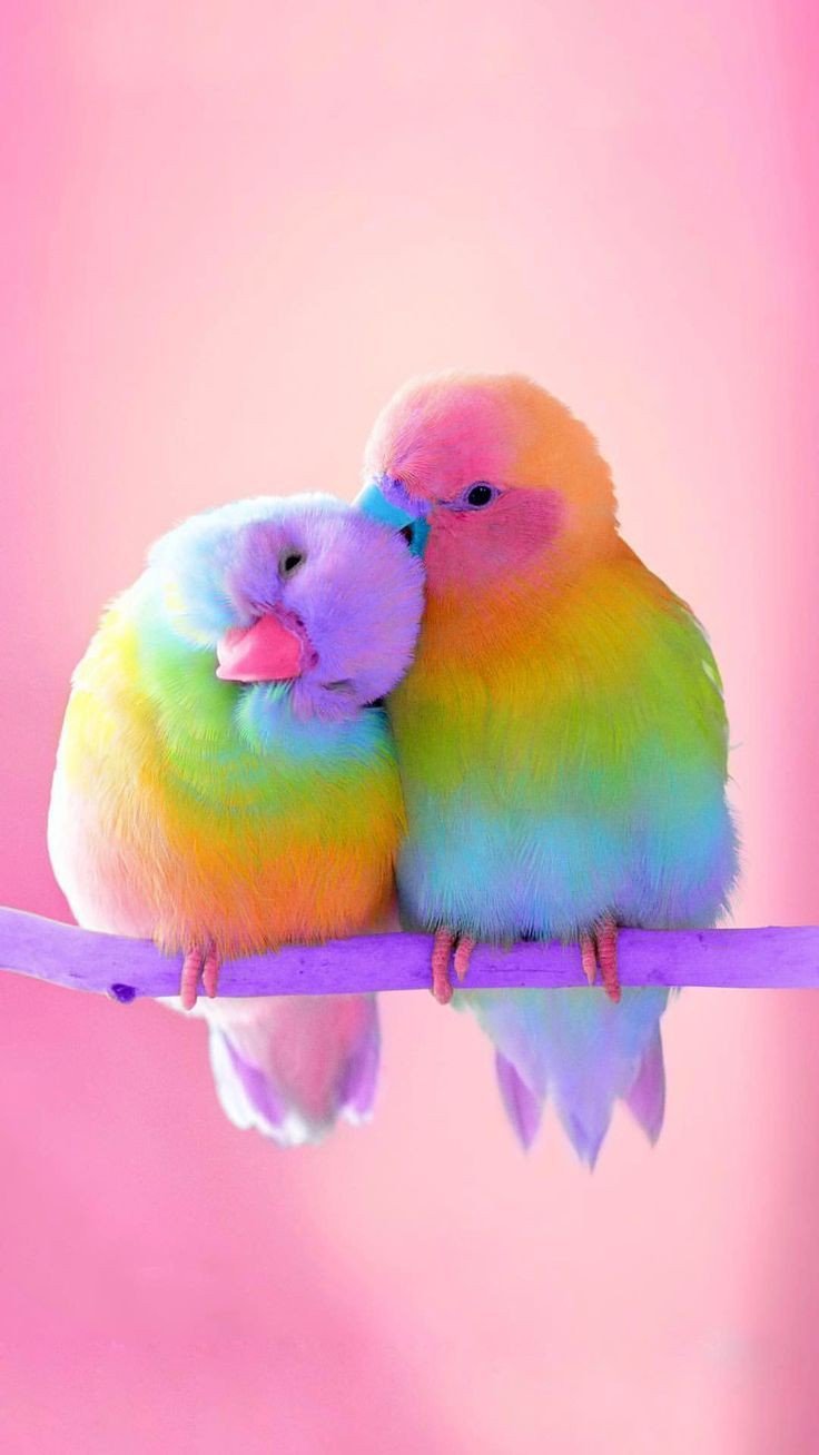 cute dp for whatsapp