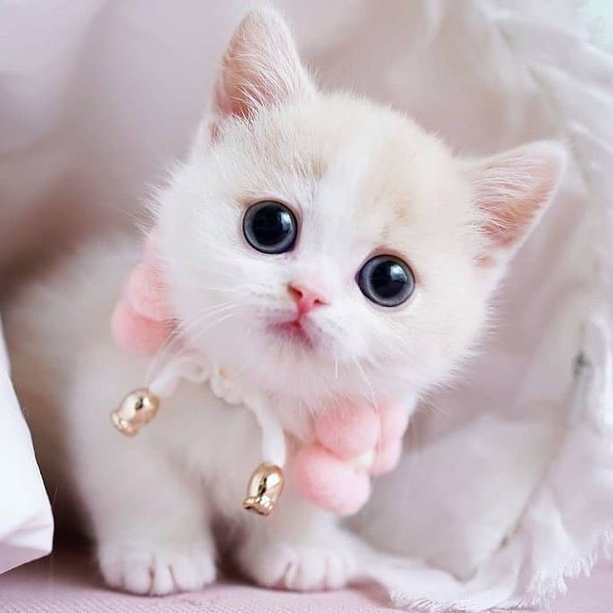 cute dp for whatsapp girl stylish