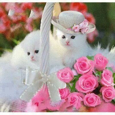 cute dp wallpaper