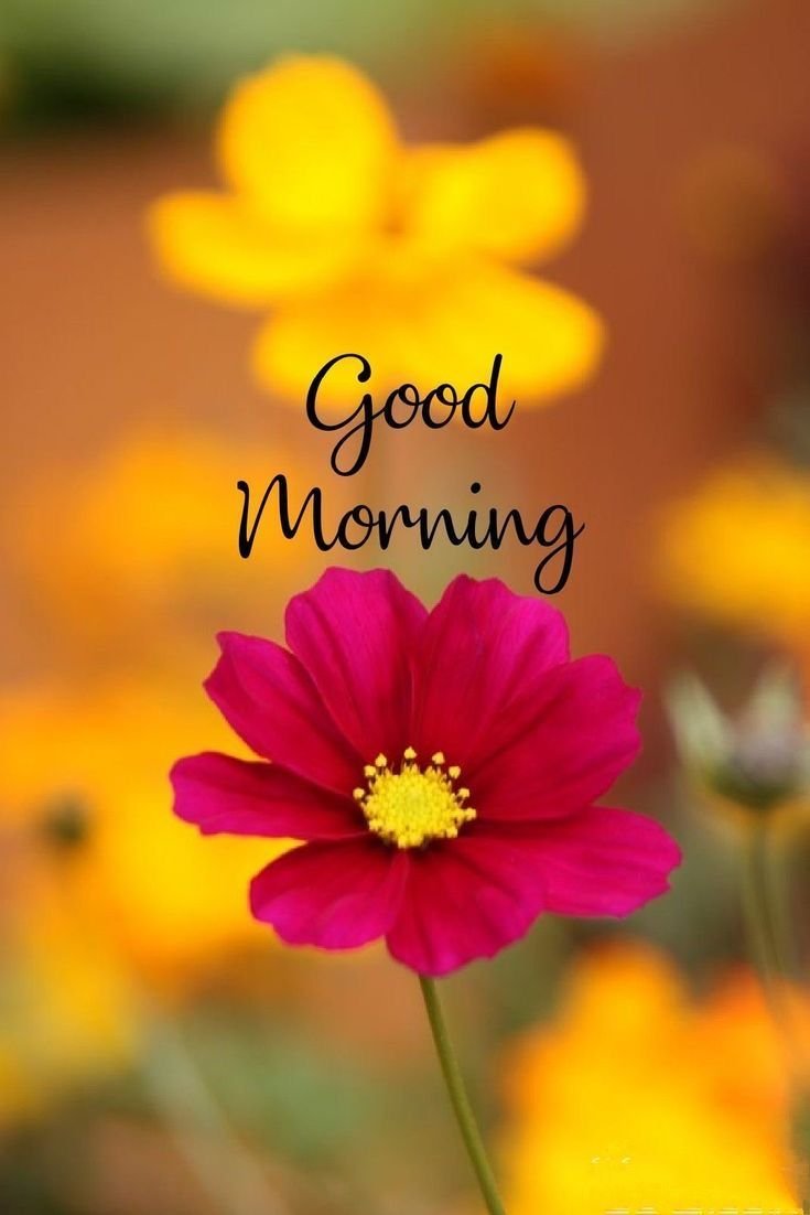 good morning images arabic