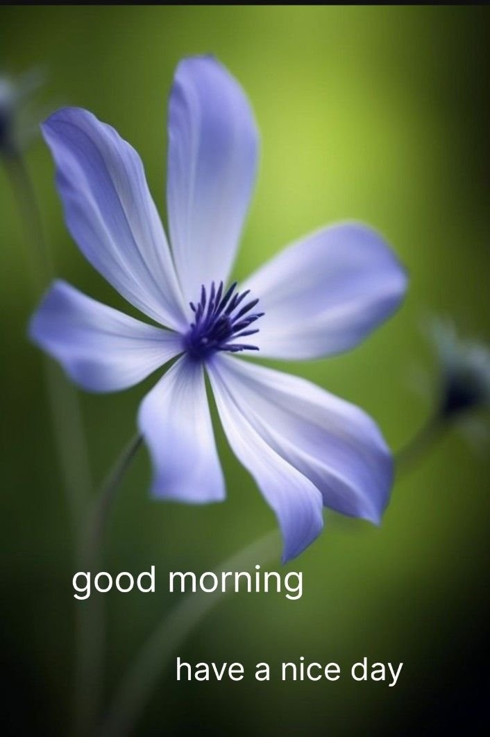 good morning images arabic