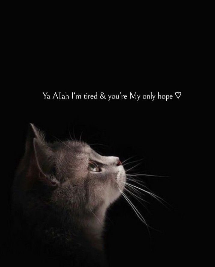 islamic dp