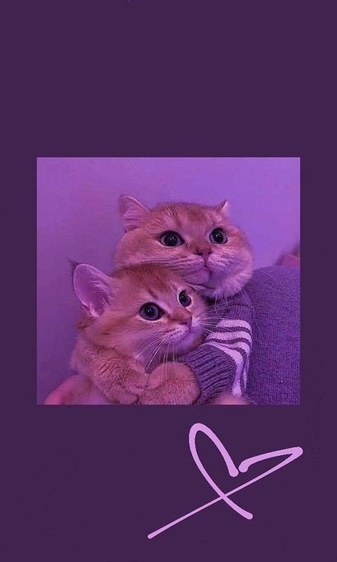 love dp hd