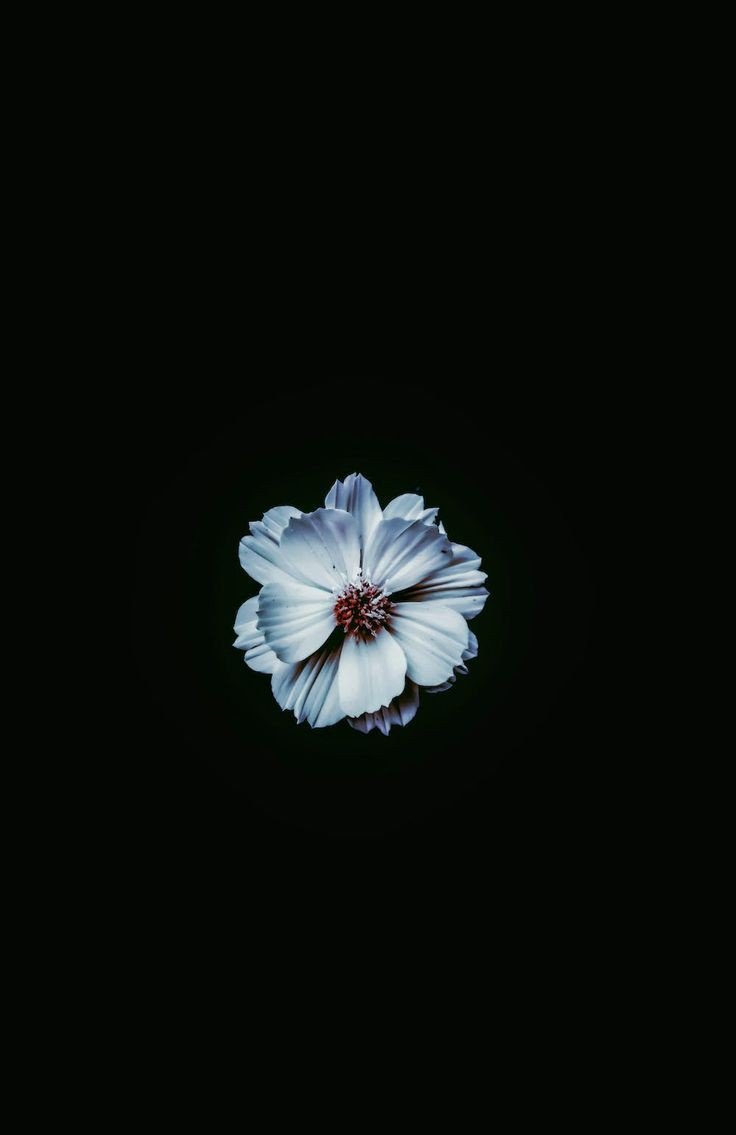 whatsapp dp size